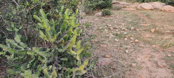 Plante Fleurs Vertes Naturelles — Photo