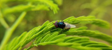 Doğal yeşil bitki ve çiçekler güzel makro fotoğrafçılık arka plan resmi