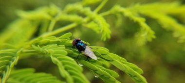 Doğal yeşil bitki ve çiçekler güzel makro fotoğrafçılık arka plan resmi