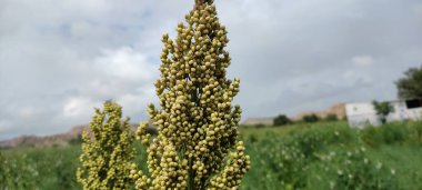 Tarım, açık alan yeşil zemin biçimlendiriyor