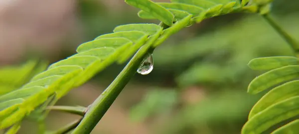 Doğal yeşil bitki ve çiçekler güzel makro fotoğrafçılık arka plan resmi