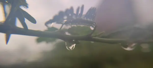 Doğal yeşil bitki ve çiçekler güzel makro fotoğrafçılık arka plan resmi