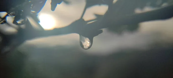 Doğal yeşil bitki ve çiçekler güzel makro fotoğrafçılık arka plan resmi