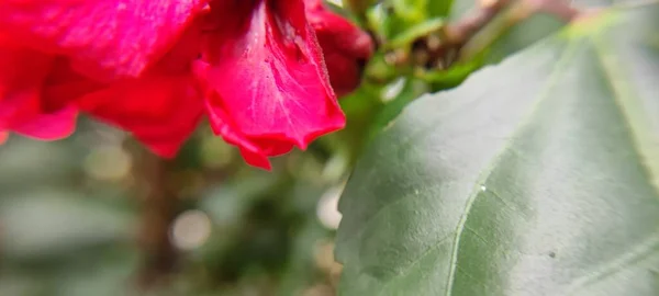 Natürliche Grüne Pflanzen Und Blumen Vorbeugende Makrofotografie Landschaft Hintergrundbild — Stockfoto