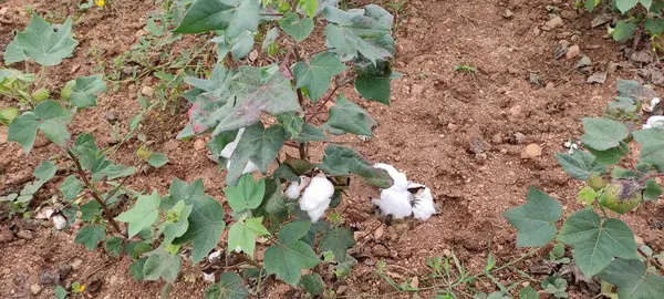 Rolnictwo Formating Field Cotton Seeds Plants Outdoors Green Background Natura — Zdjęcie stockowe