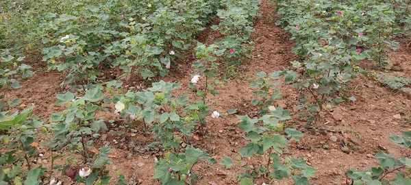 Agricultura Que Forma Campo Algodón Semillas Plantas Aire Libre Fondo — Foto de Stock