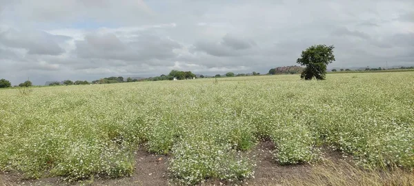 Tarım için kişniş yaprakları tarlası