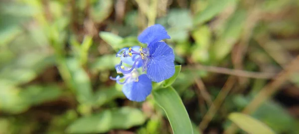 Natürliche Grüne Pflanzen Und Blumen Vorbeugende Makrofotografie Landschaft Hintergrundbild — Stockfoto