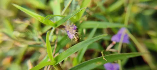 Planta Verde Natural Flores Beutiful Macro Fotografia Paisagem Fundo Imagem — Fotografia de Stock