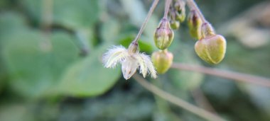 Doğal yeşil bitki ve çiçekler güzel makro fotoğrafçılık arka plan resmi