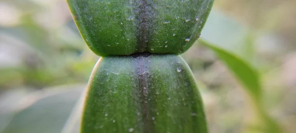 Planta Verde Natural Flores Beutiful Macro Fotografia Paisagem Fundo Imagem — Fotografia de Stock