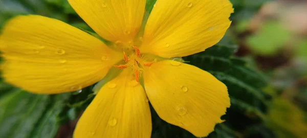 Természetes Zöld Növény Virágok Gyönyörű Makró Fotográfia Táj Háttér — Stock Fotó