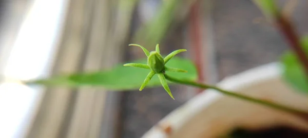 Naturalna Zielona Roślina Kwiaty Piękne Tło Makro Fotografii — Zdjęcie stockowe