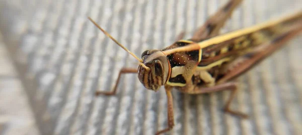 Grasshopper Olho Nublado Macro Fotografia Paisagem Fundo Imagem — Fotografia de Stock