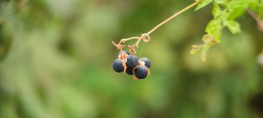 Doğal yeşil bitki ve çiçekler güzel makro fotoğrafçılık arka plan resmi