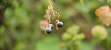 Doğal yeşil bitki ve çiçekler güzel makro fotoğrafçılık arka plan resmi
