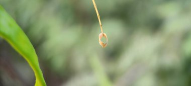 Doğal yeşil bitki ve çiçekler güzel makro fotoğrafçılık arka plan resmi