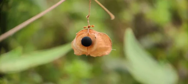 Doğal yeşil bitki ve çiçekler güzel makro fotoğrafçılık arka plan resmi