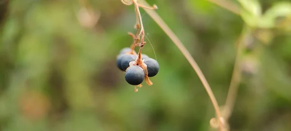 Doğal yeşil bitki ve çiçekler güzel makro fotoğrafçılık arka plan resmi