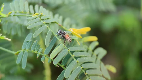 Doğal yeşil bitki ve çiçekler güzel makro fotoğrafçılık arka plan resmi