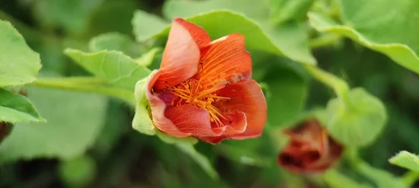 Természetes Zöld Növény Virágok Gyönyörű Makró Fotográfia Táj Háttér Kép — Stock Fotó