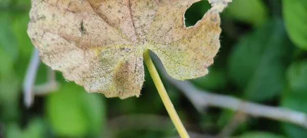 Planta Verde Natural Flores Beutiful Macro Fotografia Paisagem Fundo Imagem — Fotografia de Stock