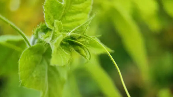 Doğal yeşil bitki ve çiçekler güzel makro fotoğrafçılık arka plan resmi
