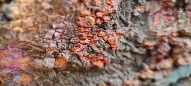 Ahşap büyük ağaç deseni resmi kapatır