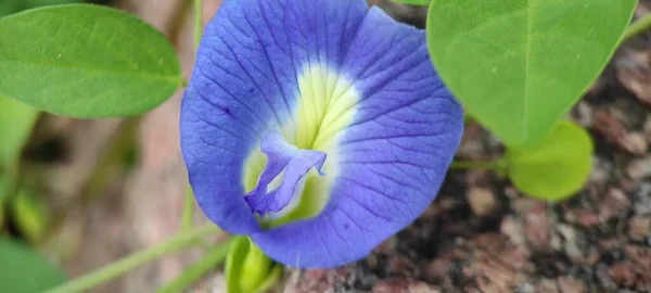 Plante Verte Naturelle Fleurs Beutiful Macro Photographie Paysage Image Fond — Photo