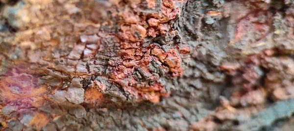 Ahşap büyük ağaç deseni resmi kapatır