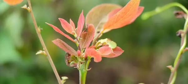 Planta Verde Natural Flores Beutiful Macro Fotografia Paisagem Fundo Imagem — Fotografia de Stock