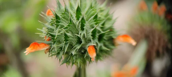 Přírodní Zelená Rostlina Květiny Krásné Makrofotografie Krajina Pozadí Obrázek — Stock fotografie