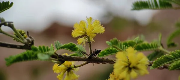 Doğal yeşil bitki ve çiçekler güzel makro fotoğrafçılık arka plan resmi