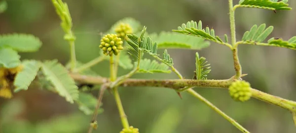 Doğal yeşil bitki ve çiçekler güzel makro fotoğrafçılık arka plan resmi
