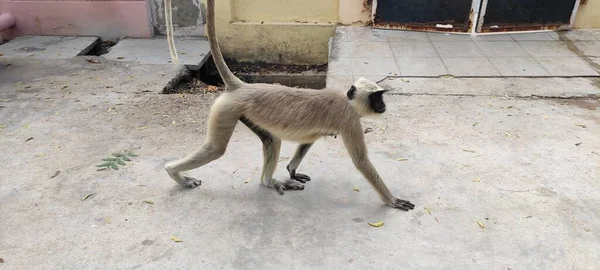 动物一只黑猴坐着走路的形象 — 图库照片