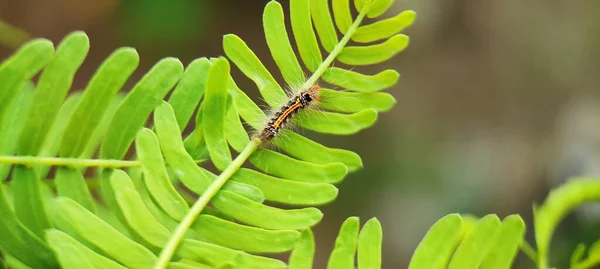 Knoppar Och Insekter Grön Naturlig Växt — Stockfoto