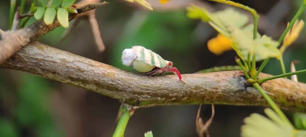 Бульбашки Комахи Зеленій Природній Рослині — стокове фото