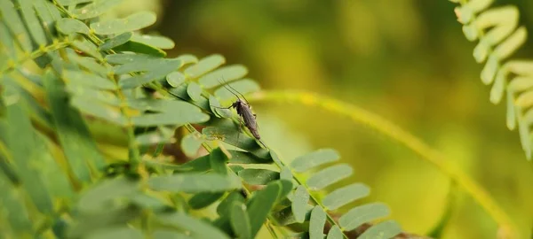 Tomurcuklar Böcekler Yeşil Doğal Bitkinin Üzerinde — Stok fotoğraf