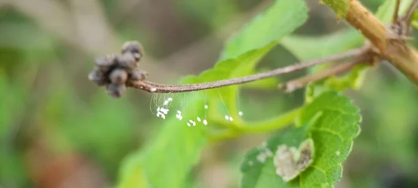 緑の自然植物上の芽と昆虫 — ストック写真