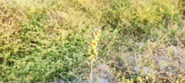 Doğal yeşil bitki ve çiçekler güzel manzara arkaplan resmi