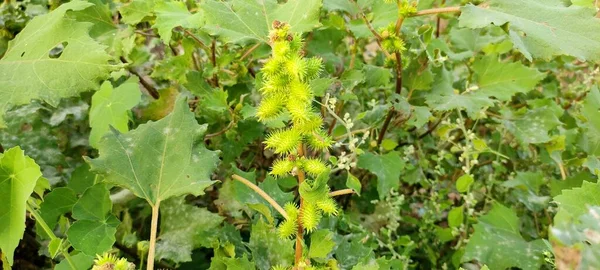 Plante Verte Naturelle Fleurs Abondante Paysage Image Fond — Photo