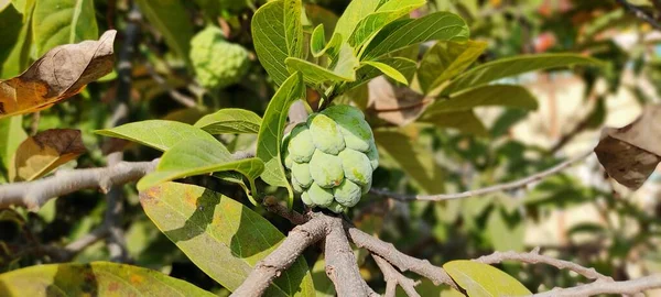 Doğal yeşil bitki ve çiçekler güzel manzara arkaplan resmi