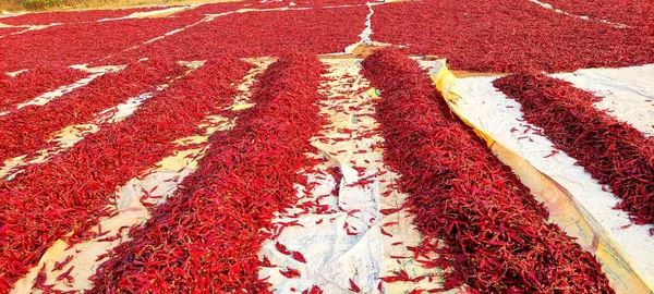 Kirli kırmızı biber, açık hava tarlası.