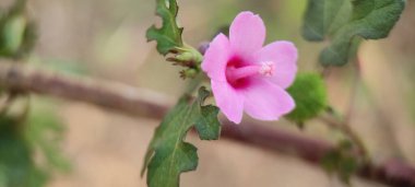 Doğal yeşil gezegen ve ağacın arkaplan resmi