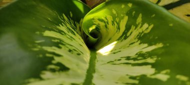 Doğal yeşil gezegen ve ağacın arkaplan resmi