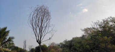 Doğal yeşil gezegen ve ağacın arkaplan resmi