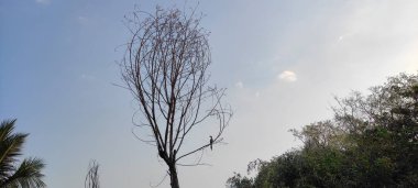 Doğal yeşil gezegen ve ağacın arkaplan resmi