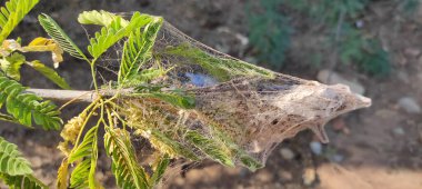 Doğal yeşil gezegen ve ağacın arkaplan resmi