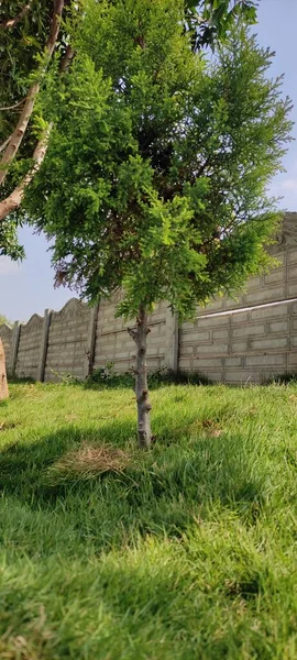 Přírodní Zelená Planeta Strom Krajina Pozadí Obrázek — Stock fotografie