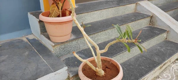 Planeta Verde Naturală Peisajul Copacului Imagine Fundal — Fotografie, imagine de stoc